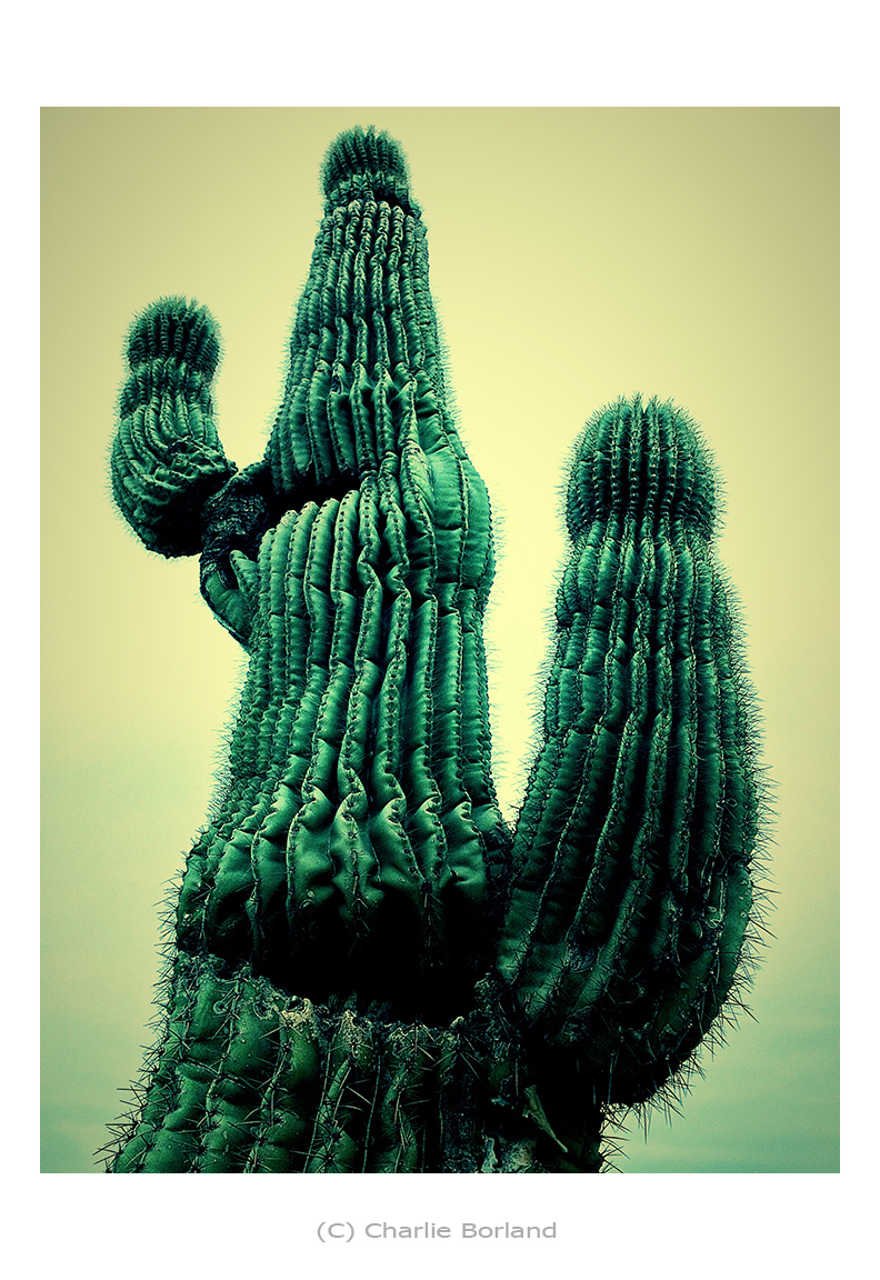 saguaro_IMG_3184